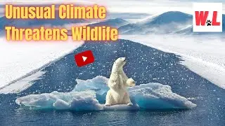 Unusual Climate Change Threatens Wildlife You Need To Know