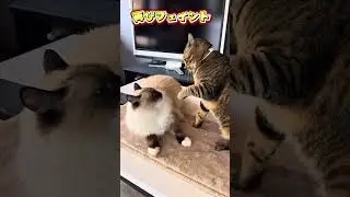 【猫たちの縄張り争い】ラグドール兄VSキジトラ弟の恒例の闘い