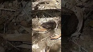 Indian bullfrog resting in their natural habitat | #shorts #bullfrog