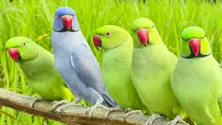 Indian Parrot Funny Video