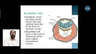 6. Formation of extraembryonic mesoderm and coelom & bilaminar disc