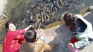 secrets for Mansar jheel