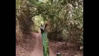 peacock 🦚 rise #peacock #beauty  #nature #natural  #beautiful  #beautyhighlightsplus