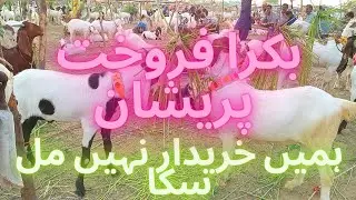 Bapari Parishan || Bakra Mandi After Rain (Barish) || Cow Mandi Wala || Sorab Goth Mandi