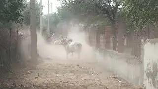 Indian Bull Fight# King will be King👑