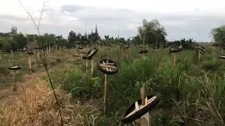 ОЧЕНЬ РАД ВИДЕТЬ ОДИН ЦВЕТОК В НАШЕМ ДРАКОНЬЕМ ФРУКТЕ