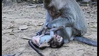 So pity poor baby monkey try escape from crazy monkey/Wild Monkey