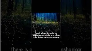 Bhimashankar forest #shorts #viral #youtubeshorts #wildlife