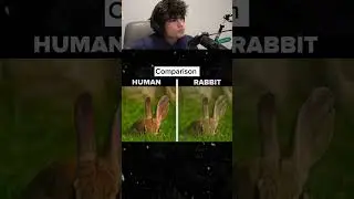 How animals see the world..