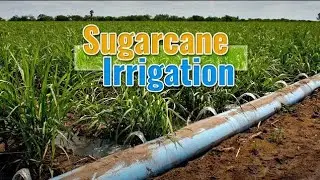 Smart irrigation system for sugarcane|#IoTsensor irrigation system|Tinkering lab Mini project 