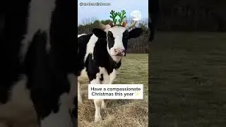 Preparing for Christmas with Rescued Animals 🎅🎄❄️