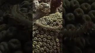 Fish Fact Friday: Bearded Fireworm