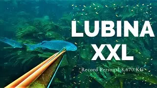 Pesca Submarina: LUBINA  8.670 kg RECORD PERSONAL