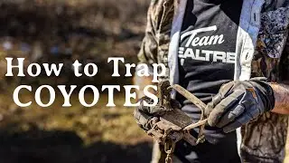 Trap-Setting Basics for Coyotes | How to Set Traps for Predators