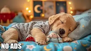 12 Hours Of Relaxing Music 🐩 Calming Music for Dogs 🎶 Dog Sleep Music for Separation Anxiety 🎍