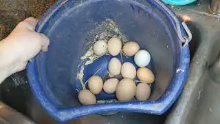 How to tell if eggs are good or bad