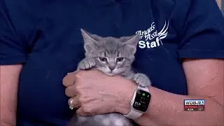 Angels of Assisi and Kitty City Cafe Holding Adoption and Foster Event