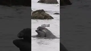 Seals The Ocean's Cutest Athletes!