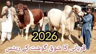 Malir mandi gosht ka ret qurbani 2026 😱😱😱 13 Jan 2026#cow #goat 