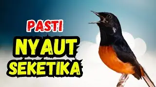 SUPER NYAUT‼️pancingan murai batu gacor sangat AMPUH jadikan murai DIAM langsung bunyi GACOR nyaut