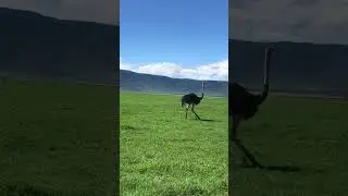 ostriches in Ngorongoro crater #wildlife #africansafari # #serengetimigration #lion #wildebeests