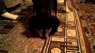 VID00286