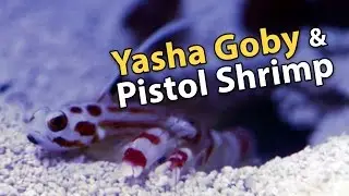 Yasha Goby and Candy Stripe Pistol Shrimp's Symbiotic Relationship!