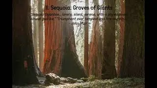 Sequoia Symphony, II. Sequoia: Groves of Giants