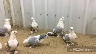 Oriental frill pigeons blondinette - satinette - seraphim