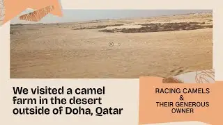 Visiting A Racing Camel Farm Outside of Doha Qatar