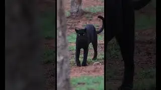 BLACK LEOPARD | &ldquo;Black panther&rdquo; |