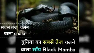black mamba snake 🐍 सबसे तेज चलने bala snake। #snakevideo #cobra #blackmamba