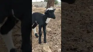 agnellini nati da circa 24 ore.