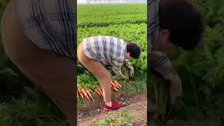 Carrot Harvest #satisfying #shot