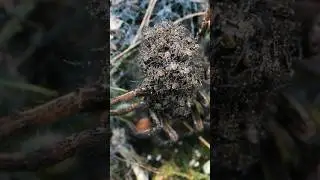 Mother, Mother Wolf Spider! How many babies do you think are on her back?