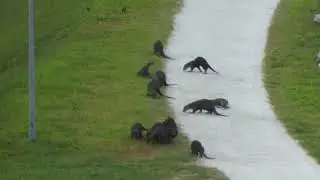新加坡野生水獭 Watch the 