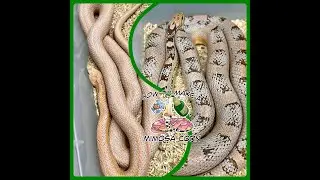 Clutch 18: Do YOU Love Pink Snakes? (Mimosa) | Future-Morphs