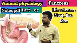 Animal physiology part &ndash; 07 Pancrease #animalphysiology #pancreas @TEACHINGPATHSHALA