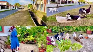 Morning Routine with my Adopted Cats in Brunei - Helping Stray Cats & Kittens/Cat Lady Zairah #cat