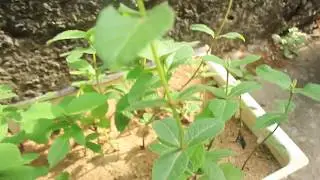 Como fazer mudas de pequi , e  um transplante  depois de uma germinação com sucesso