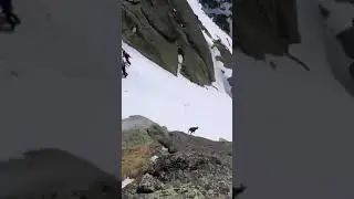 #bison