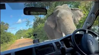 Tusk elephant attack to tourists van Sri Lanka #attack #danger #srilanka
