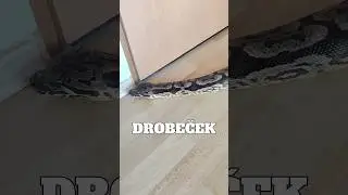 MĚŘ&Iacute; SI MĚ #fyp#had#hadi#zvire#chov#chovatel#teraristika#trend#trendy#cz#czech#sokolik