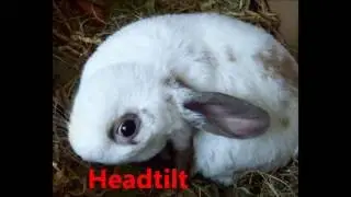 E  Cuniculi hos kaniner