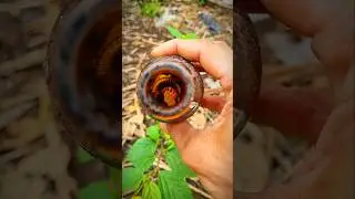 The millipede is a prehistoric creature with a body structure resembling the mythical dragon