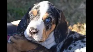 American Leopard Hound || American leopard hound puppies || American leopard hound lifespan