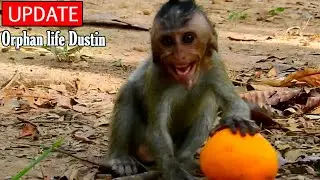 Orphan baby Dustin cry...cry loudly angry sister Piper left him, Dustin scared Piper abandon him