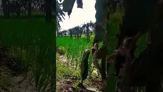 vermi compost added to dragon fruit farm
