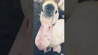 [Day 37] Muscovy Ducks&lsquo; Behavior #tassimmo #muscovyduck #duckling