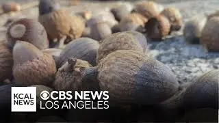 Traditional harvesting of acorns